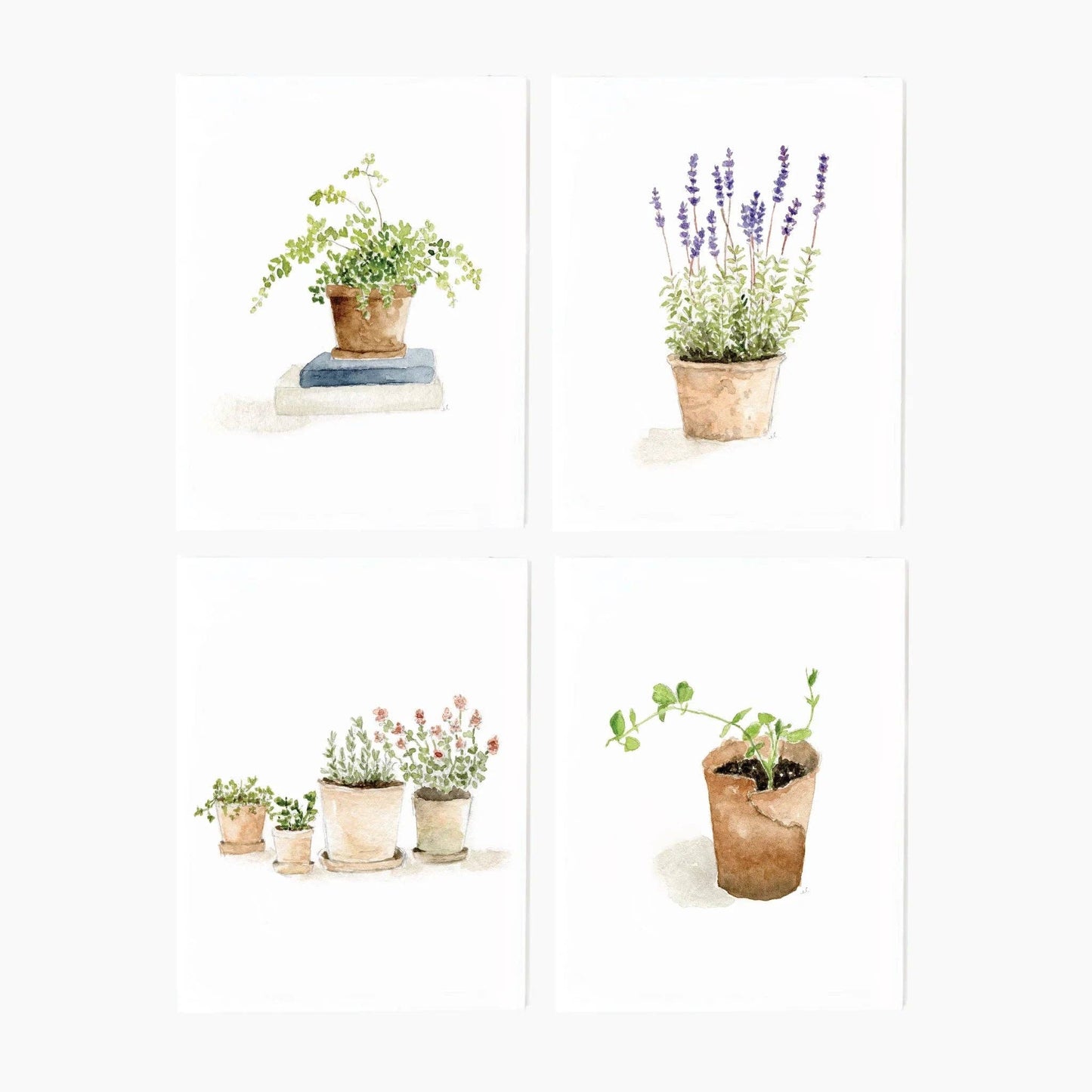 emily lex studio - Potted plants assorted notecard set