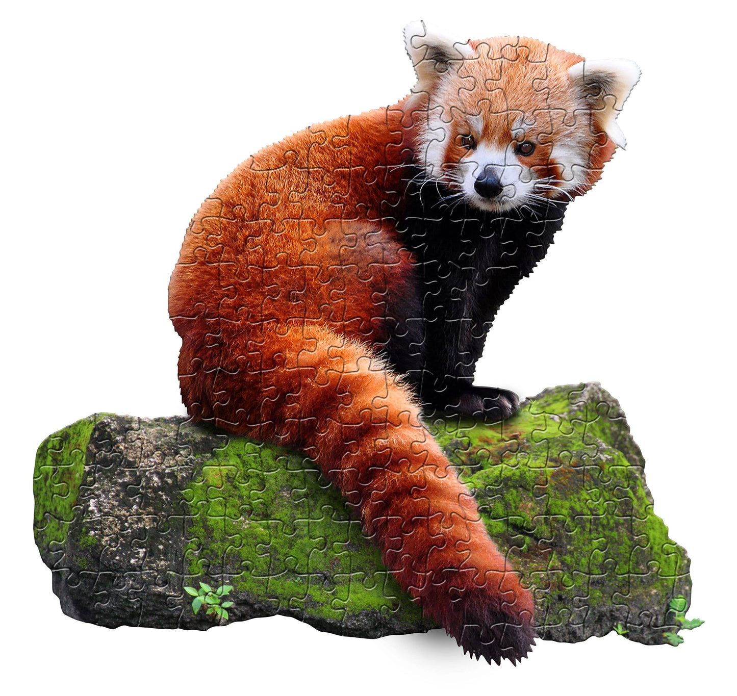 Madd Capp Games & Puzzles - I AM Lil RED PANDA 100 piece jigsaw puzzle - gift