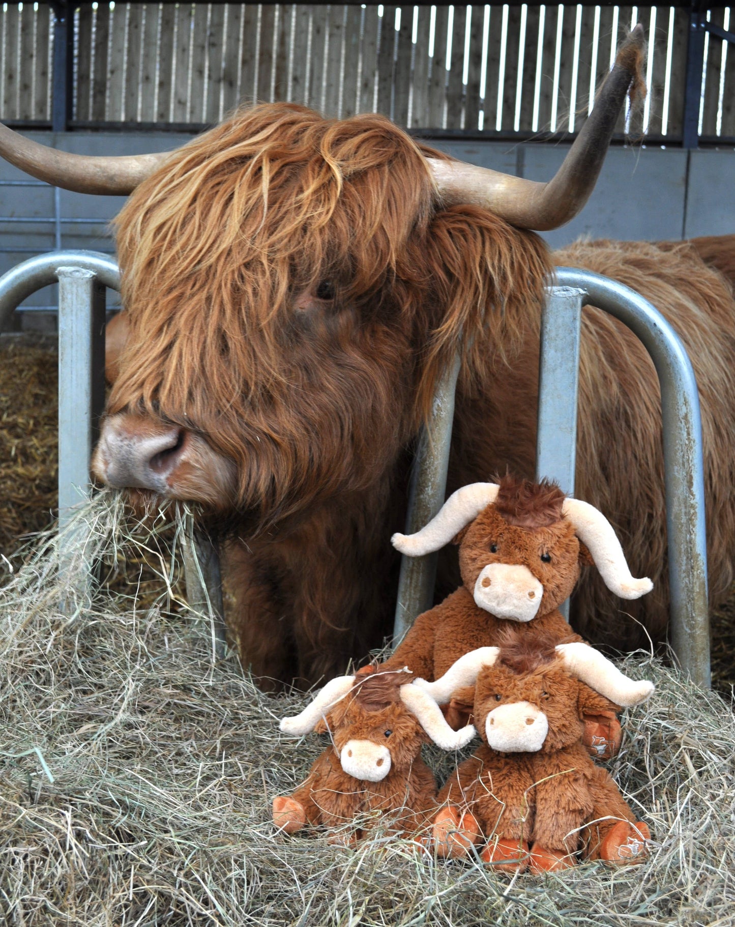 Jomanda Soft Toys & Accessories - Horny Highland Cow Plush Brown Small Soft Toy - 18cm