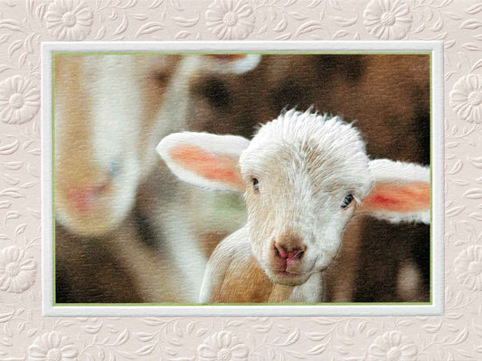 Pumpernickel Press - Little Lamb (BDIN) - Petite