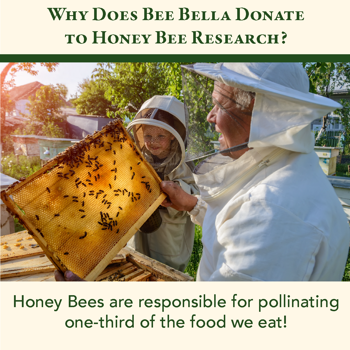 Bee Bella - Pomegranate Mango Lip Balm  |  6-Pack